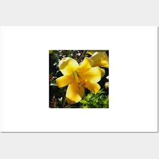 Sunlight filtering through Yellow Day Lilly Flower Posters and Art